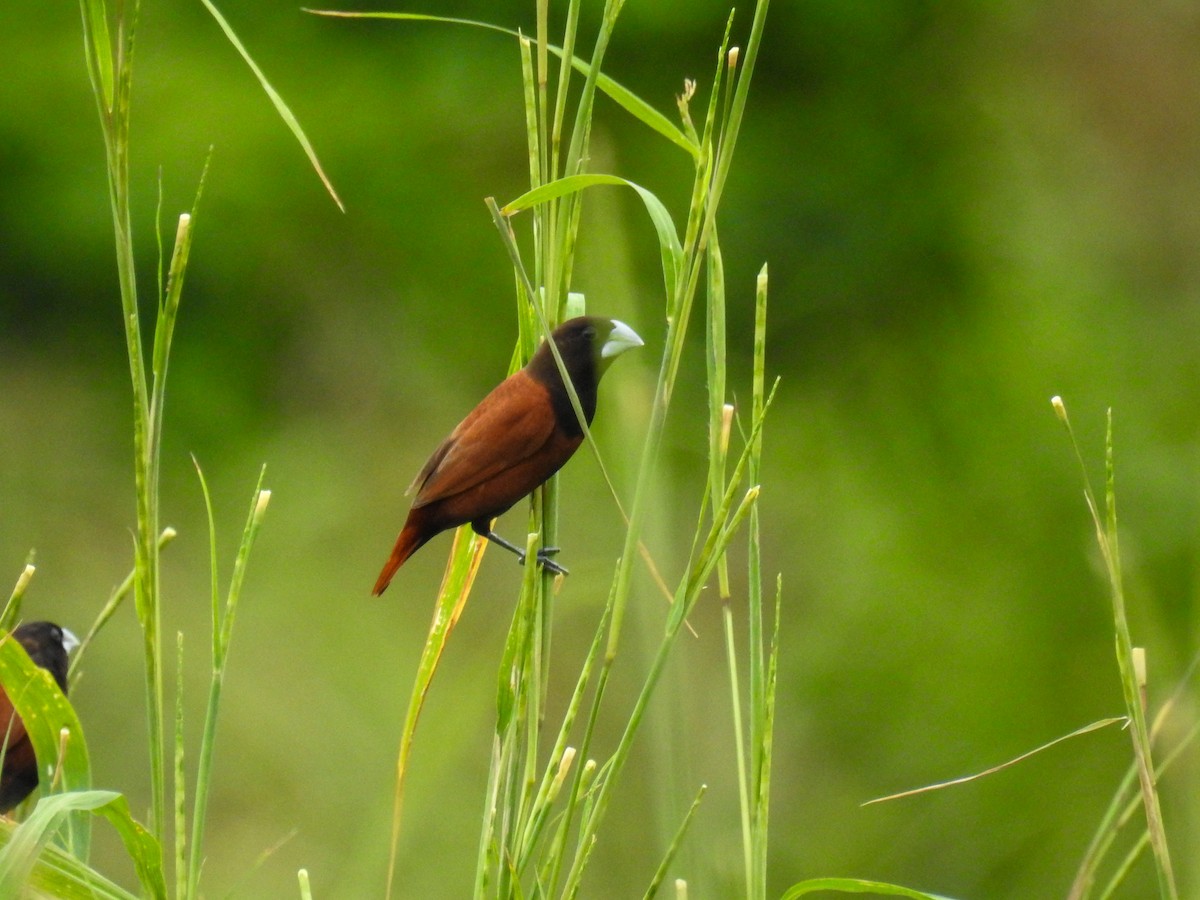 Chestnut Munia - ML641336493