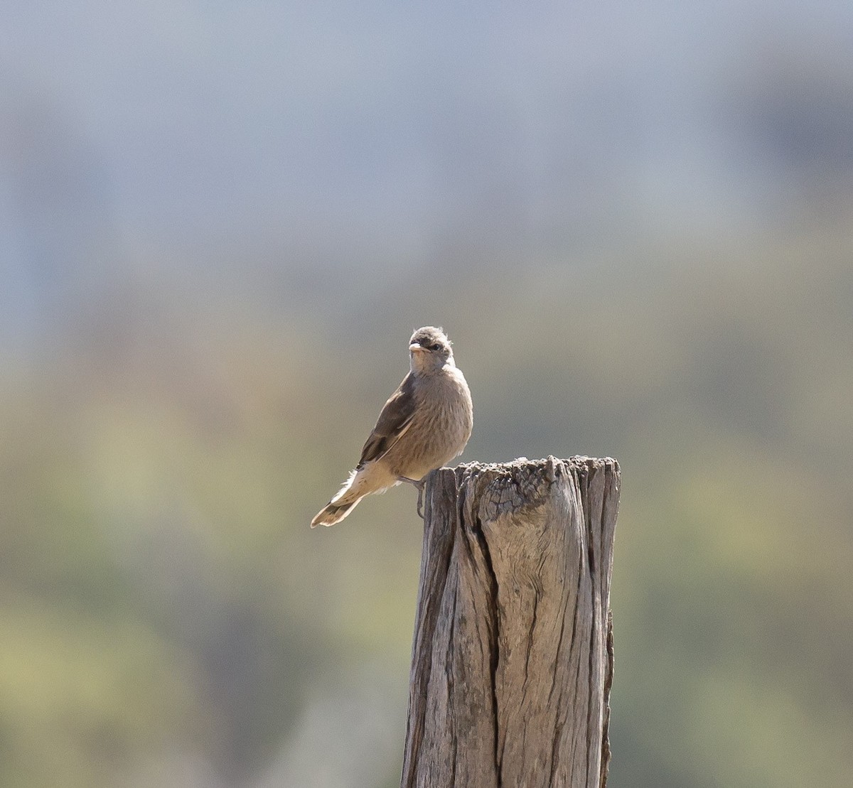 Brown Treecreeper - ML641336511