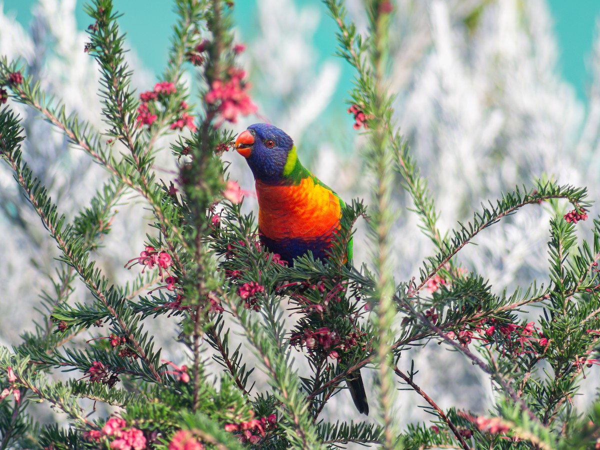 lori duhový - ML641336514