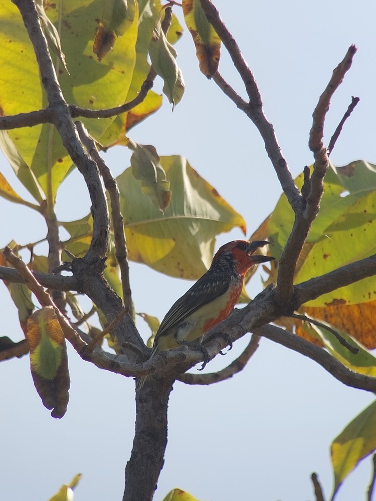 Vieillot's Barbet - ML641336516