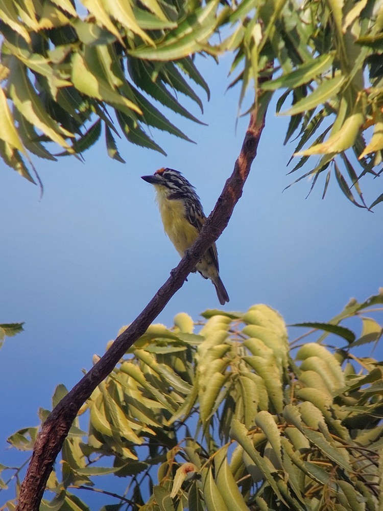 Yellow-fronted Tinkerbird - ML641336519