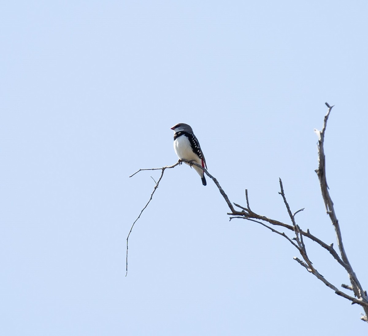 Diamond Firetail - ML641336528