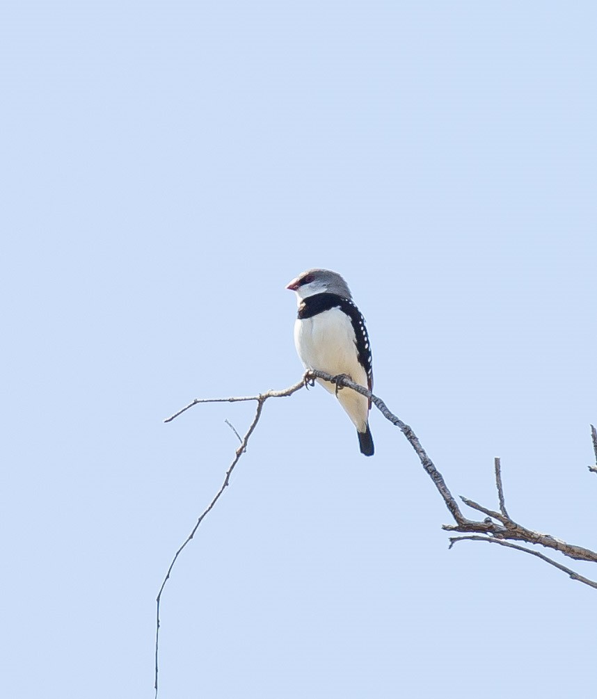 Diamond Firetail - ML641336529