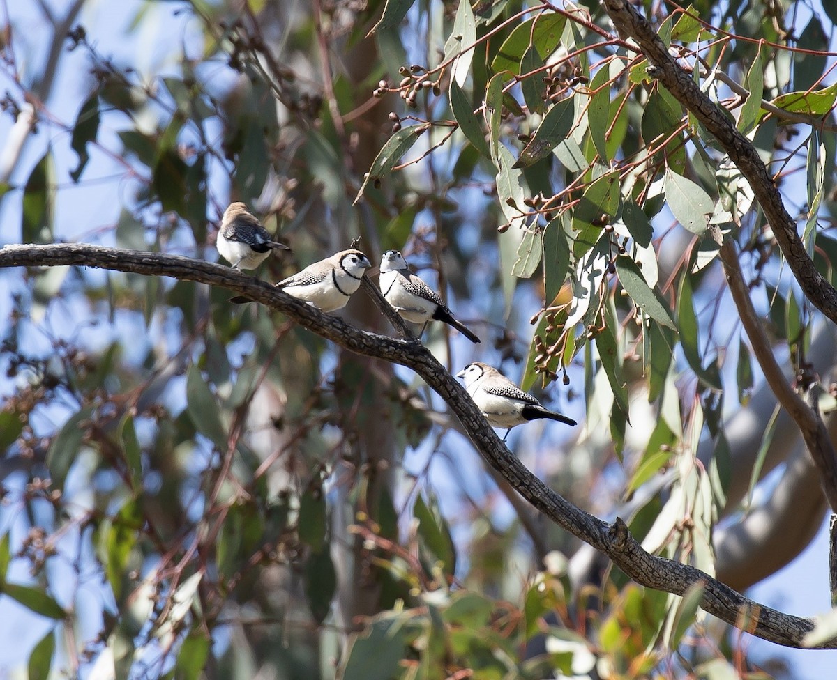 Double-barred Finch - ML641336539