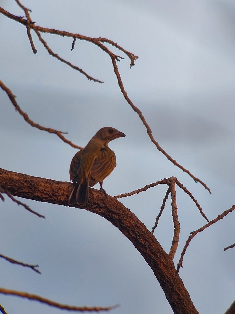 Greater Honeyguide - ML641336542
