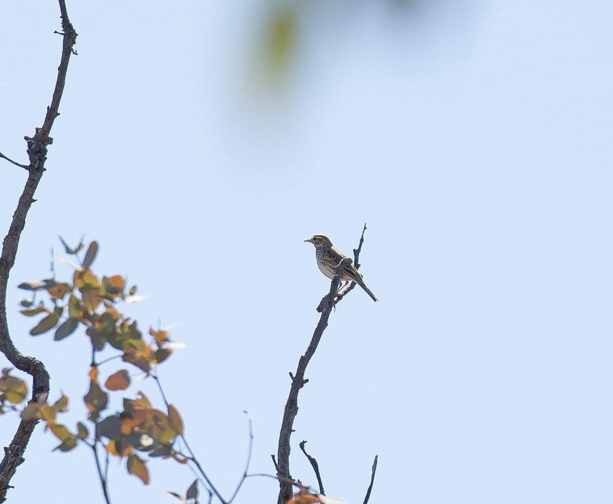 Australian Pipit - ML641336544