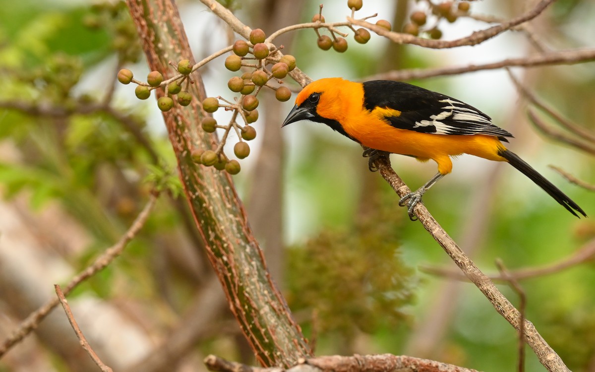 Altamira Oriole - ML641336545