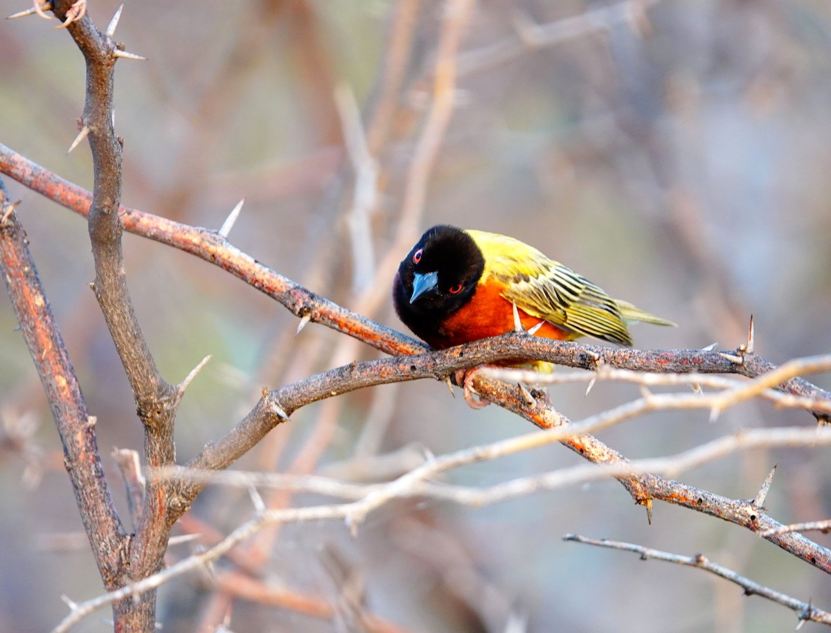 Golden-backed Weaver - ML641336548