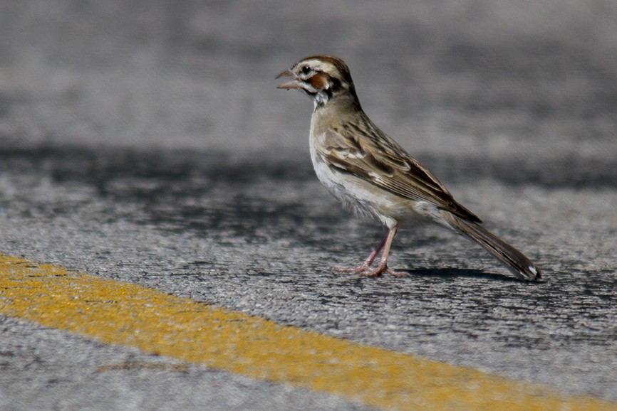Lark Sparrow - ML641336552