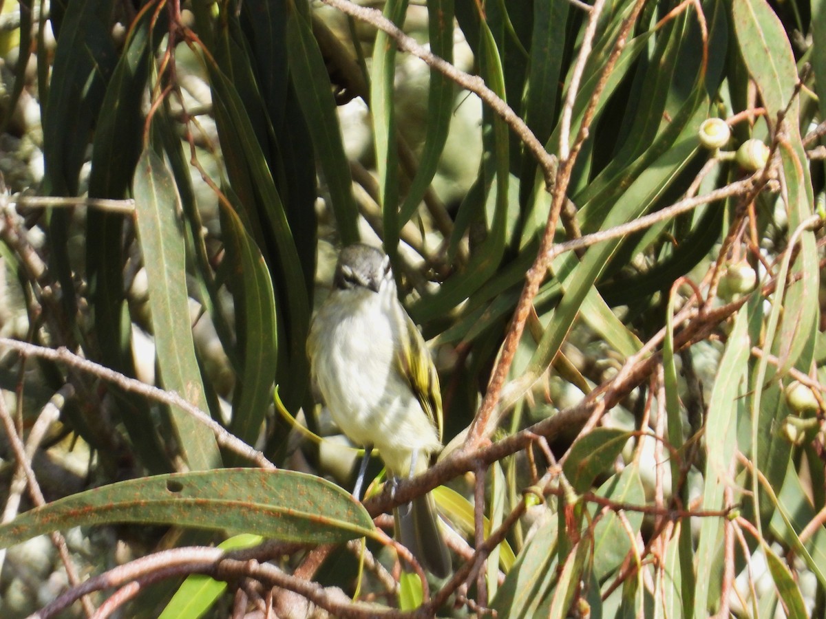 Venezuelan Tyrannulet - ML641336573