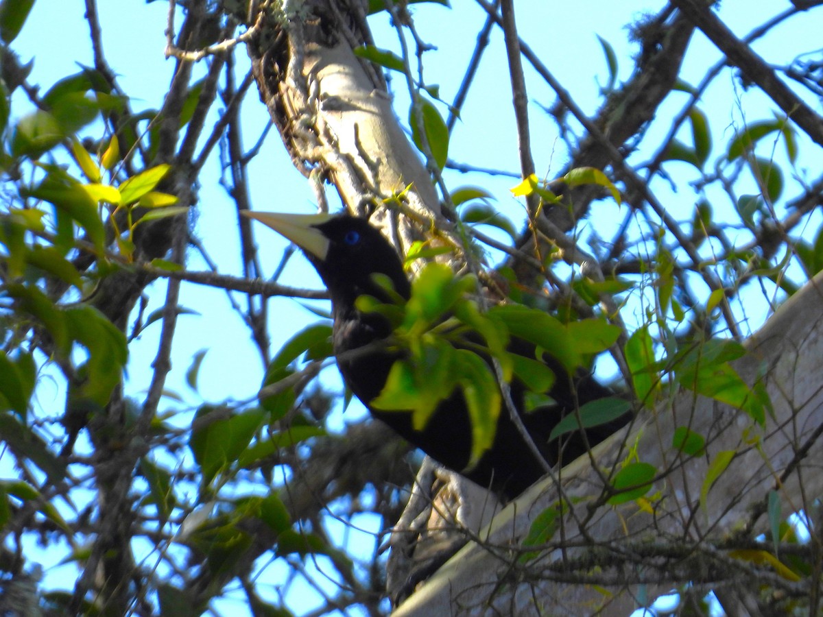 soldatoropendola - ML641336654