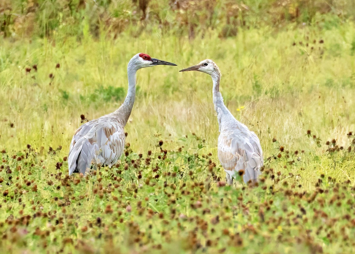 Sandhill Crane - ML641336656