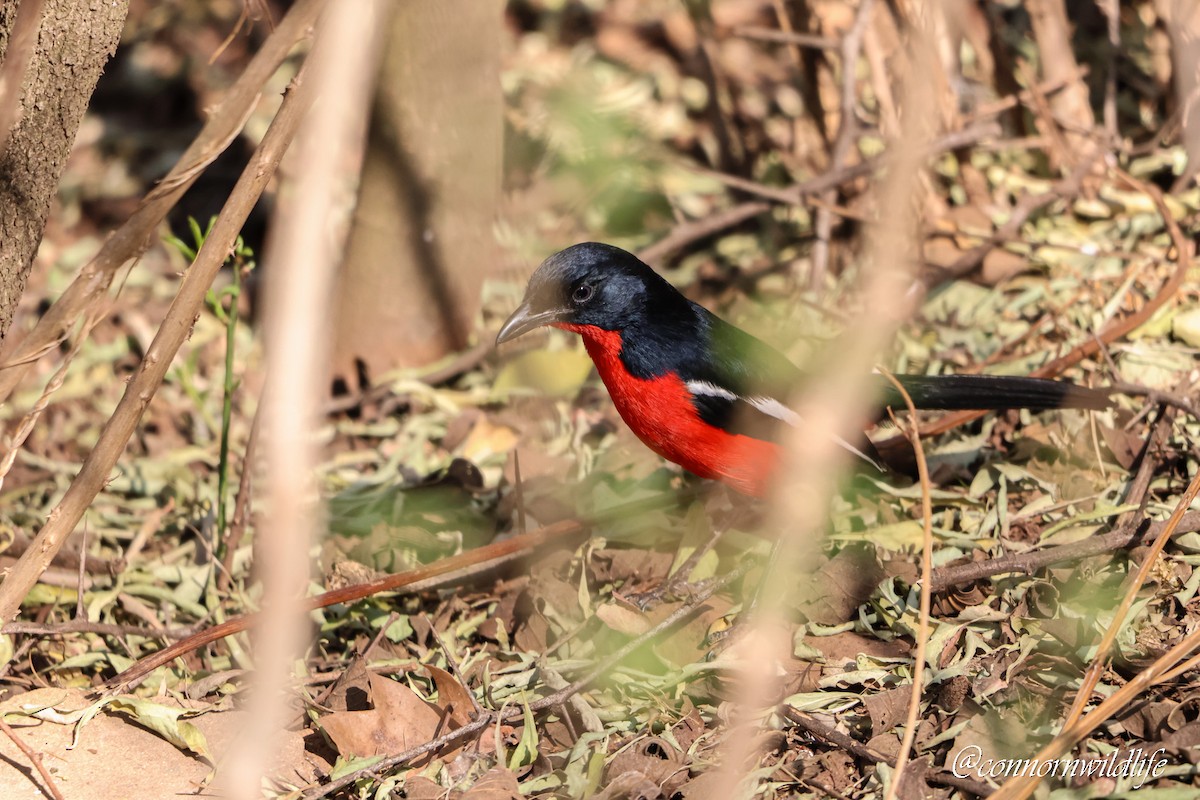 Crimson-breasted Gonolek - ML641336674