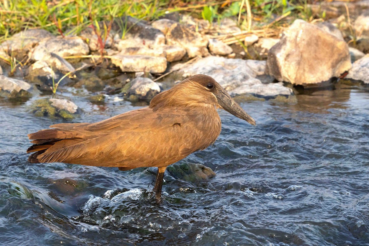 Hamerkop - ML641336781