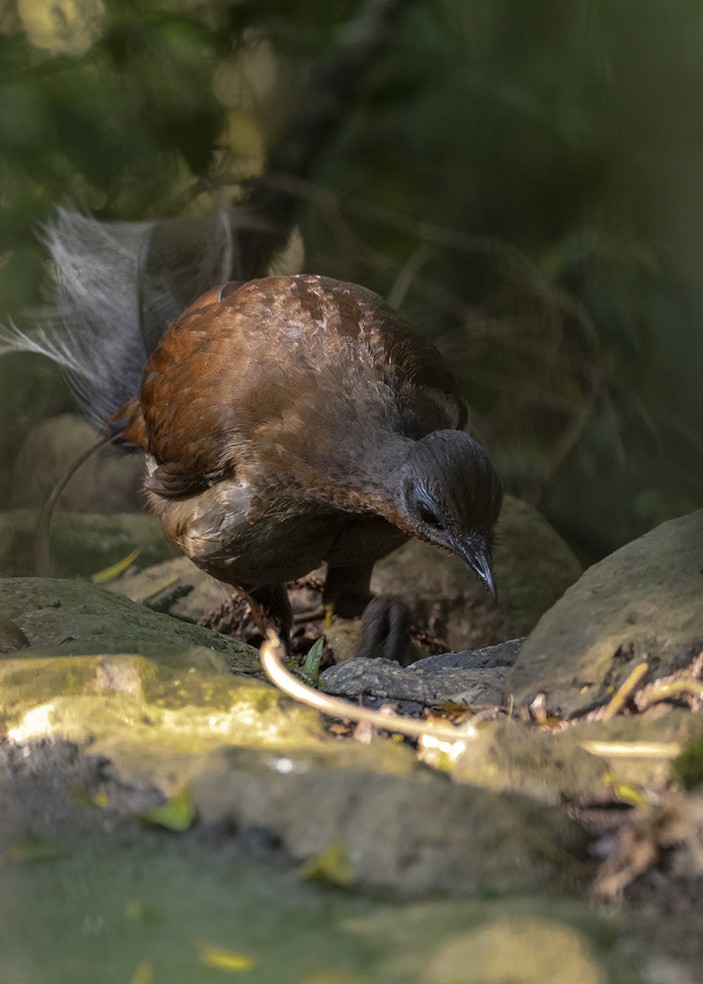 Albert's Lyrebird - ML641336782