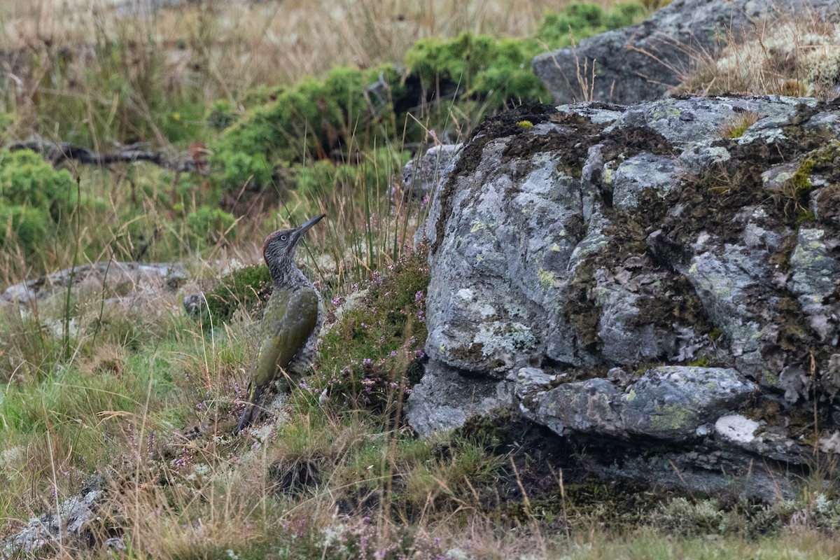 Eurasian Green Woodpecker - ML641336783