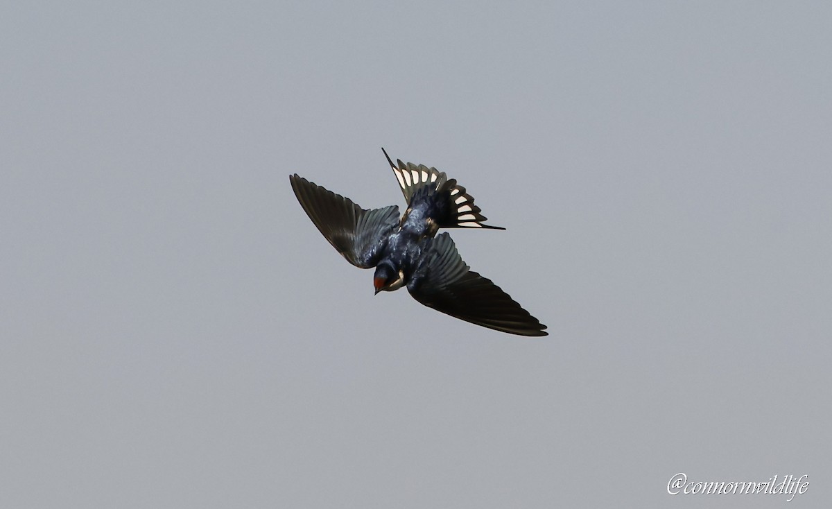 White-throated Swallow - ML641336786