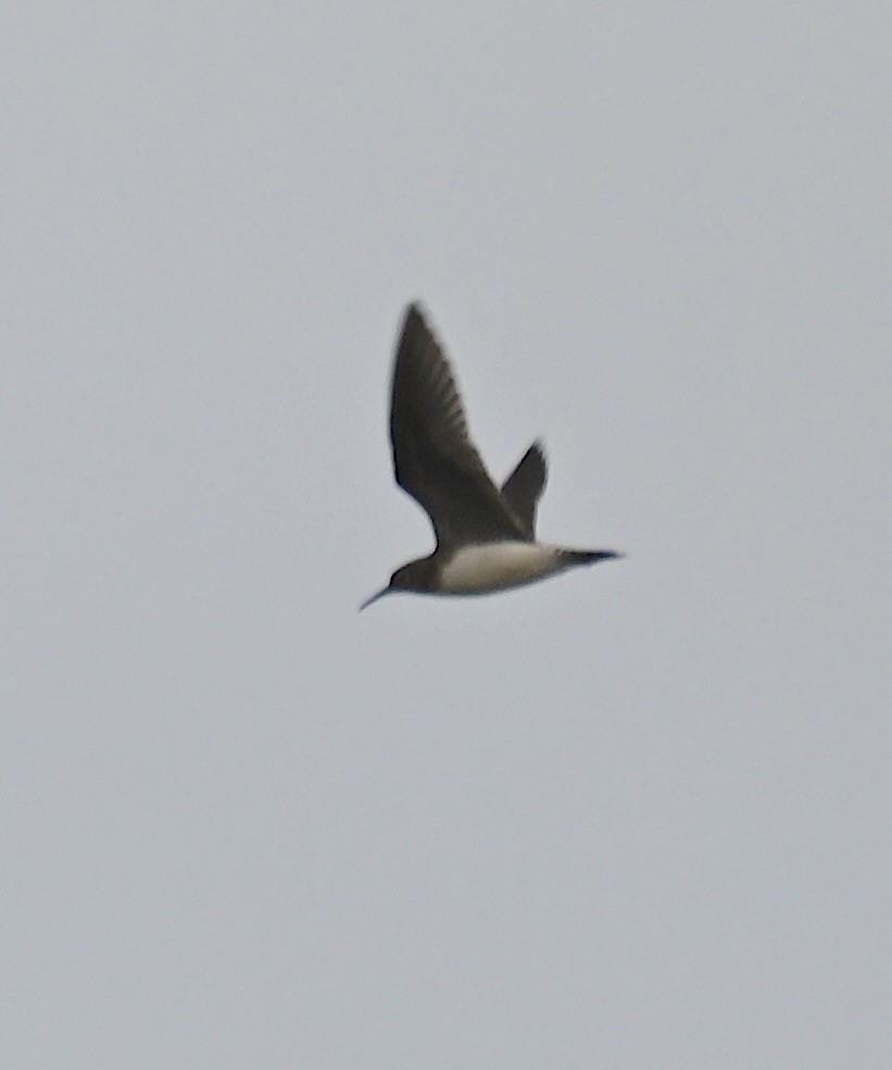 Solitary Sandpiper - ML641336790