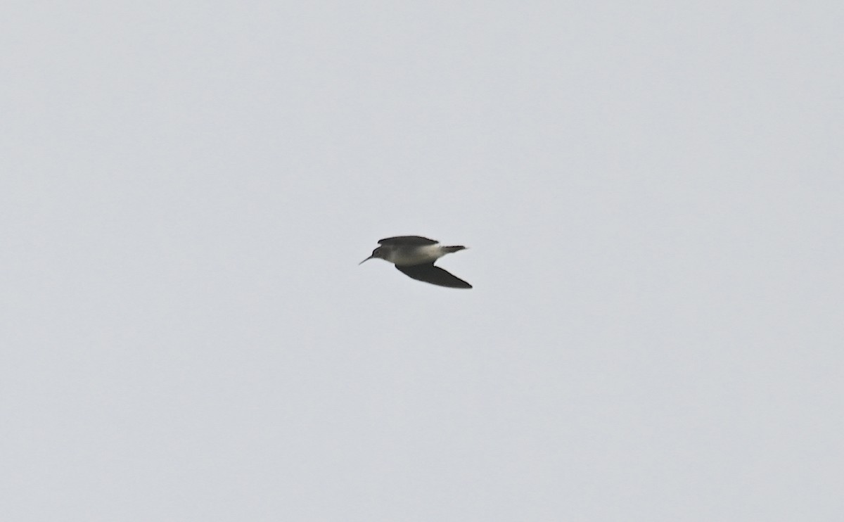 Solitary Sandpiper - ML641336791