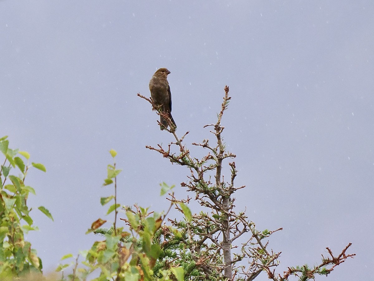 Pine Grosbeak - ML641336792