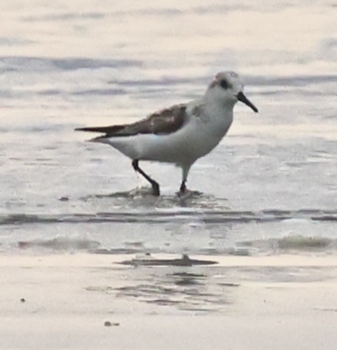 Sanderling - ML641336803