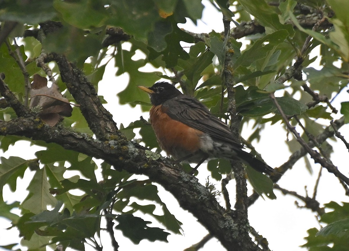 American Robin - ML641336805