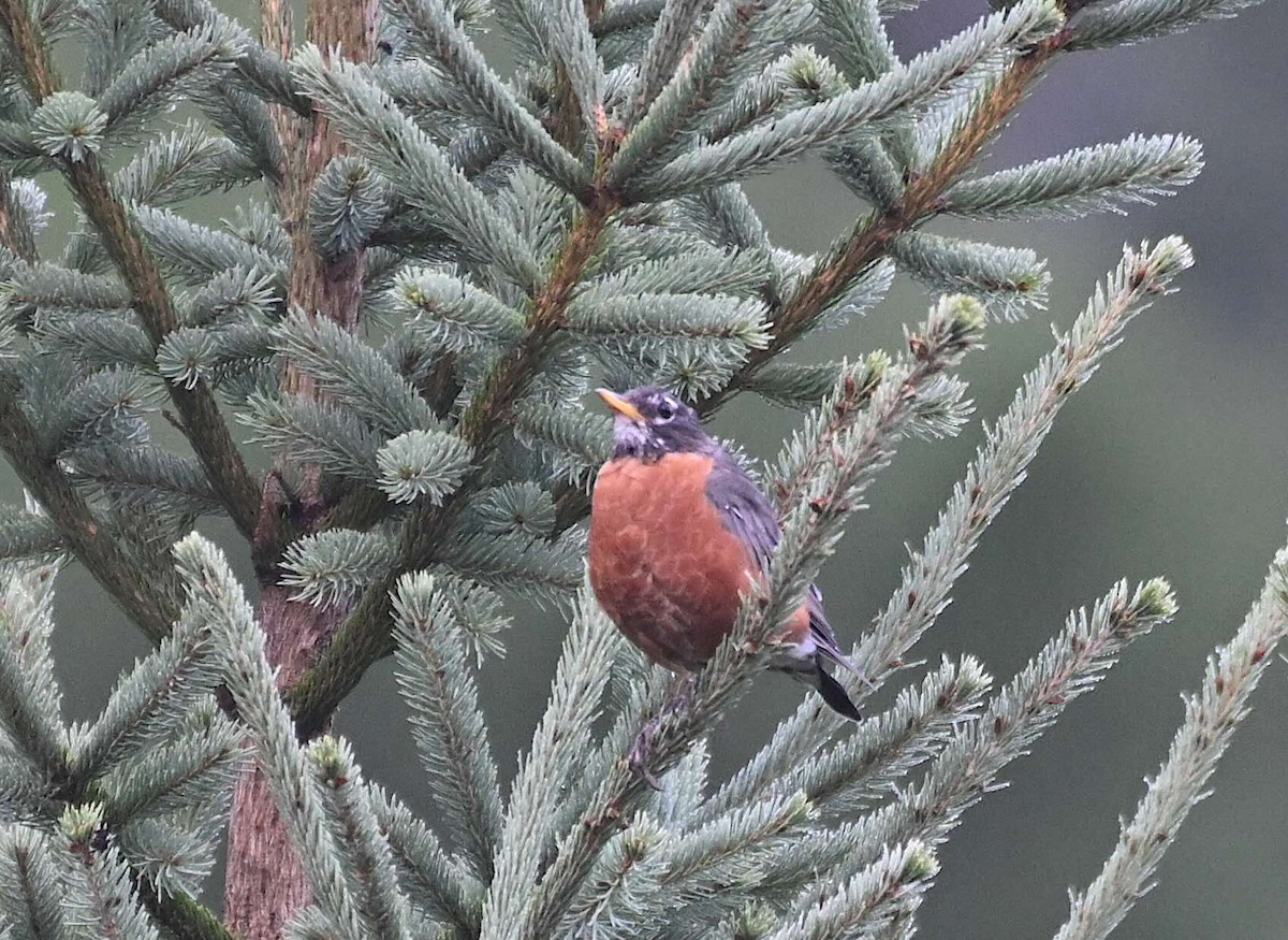 American Robin - ML641336806