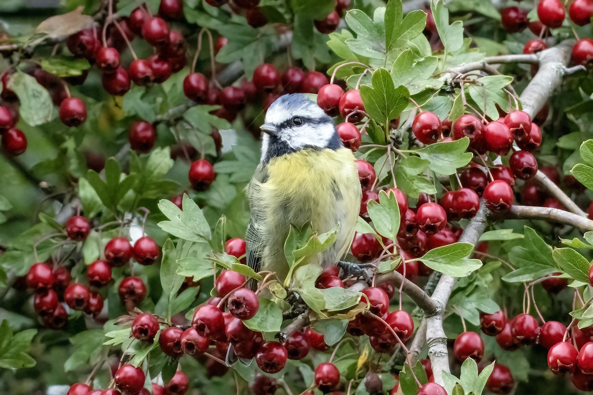 Eurasian Blue Tit - ML641336808