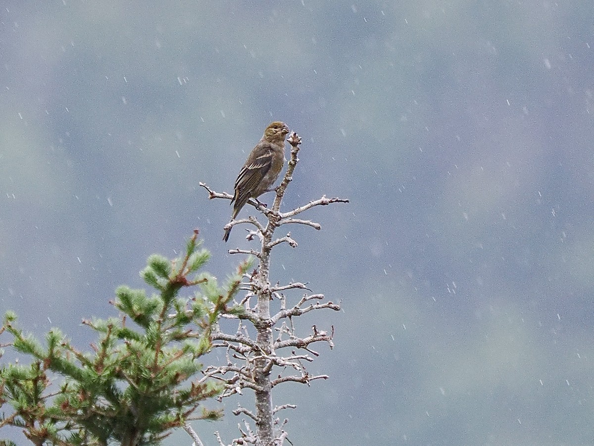 Pine Grosbeak - ML641336811