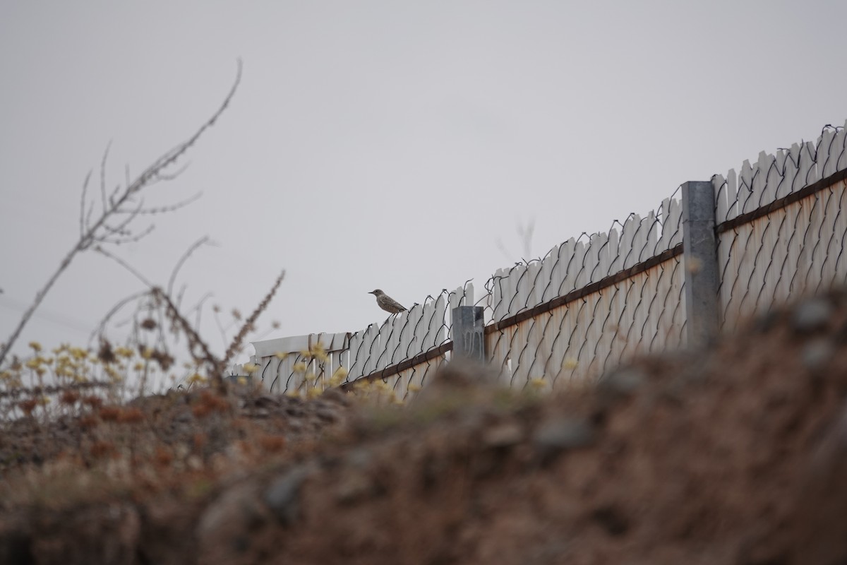 Rufous-tailed Rock-Thrush - ML641336815