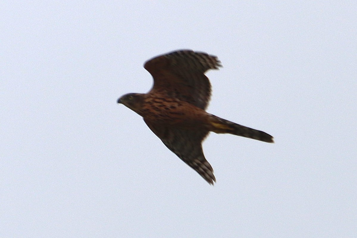 Eurasian Goshawk - ML641336817