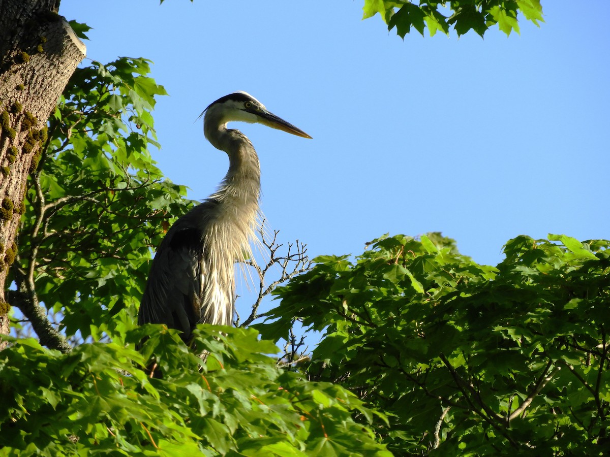 Great Blue Heron - ML641336819