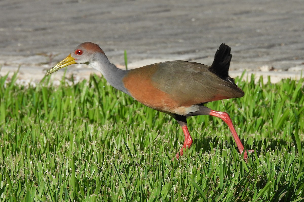 Russet-naped Wood-Rail - ML641336820