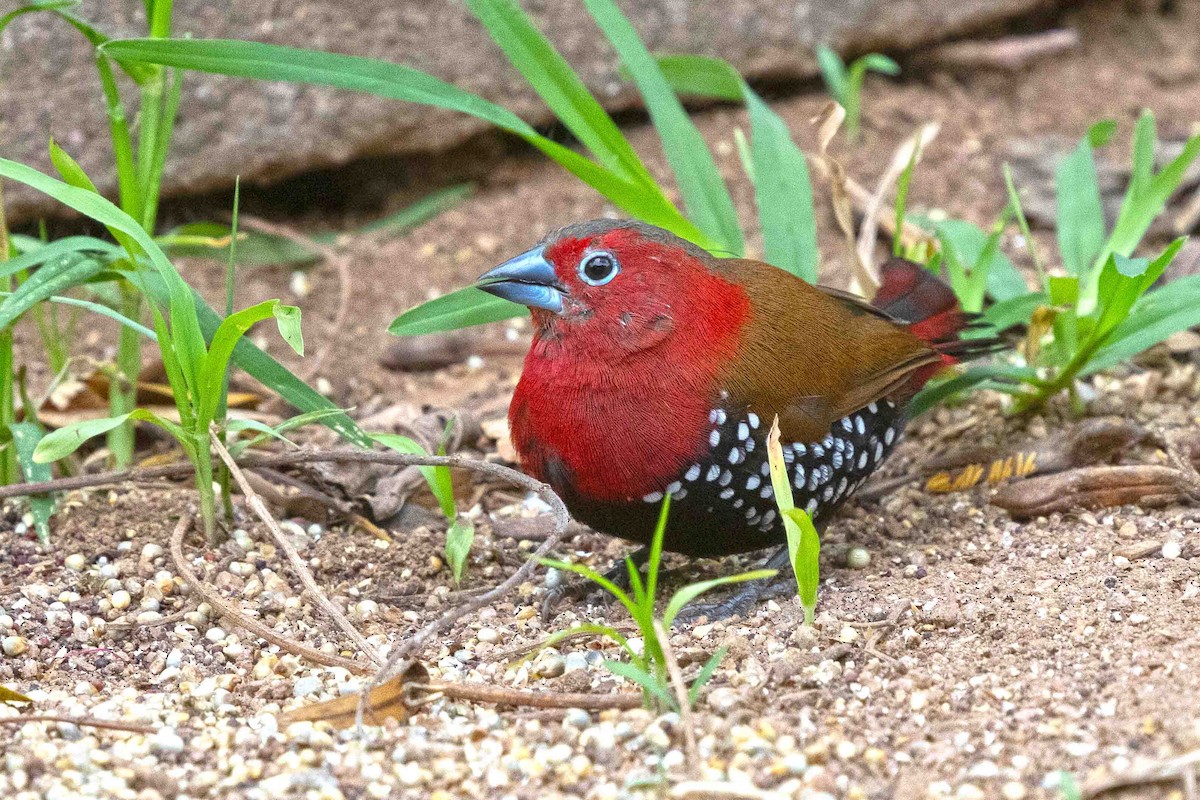 Red-throated Twinspot - ML641336828