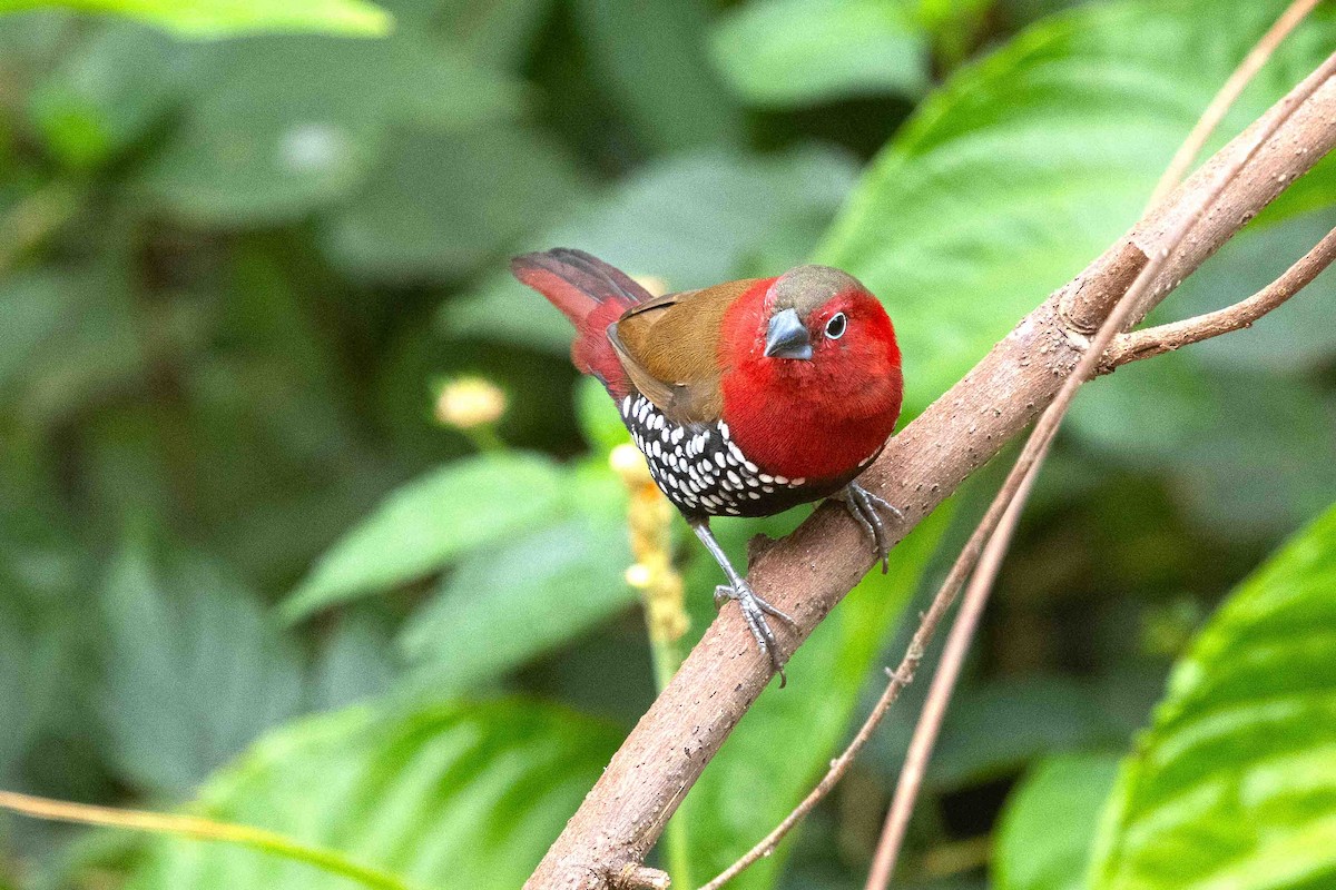 Red-throated Twinspot - ML641336829