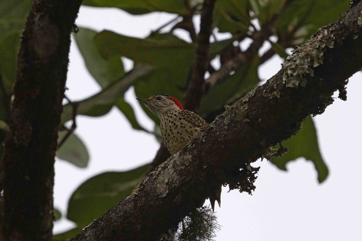Green-backed Woodpecker - ML641336843