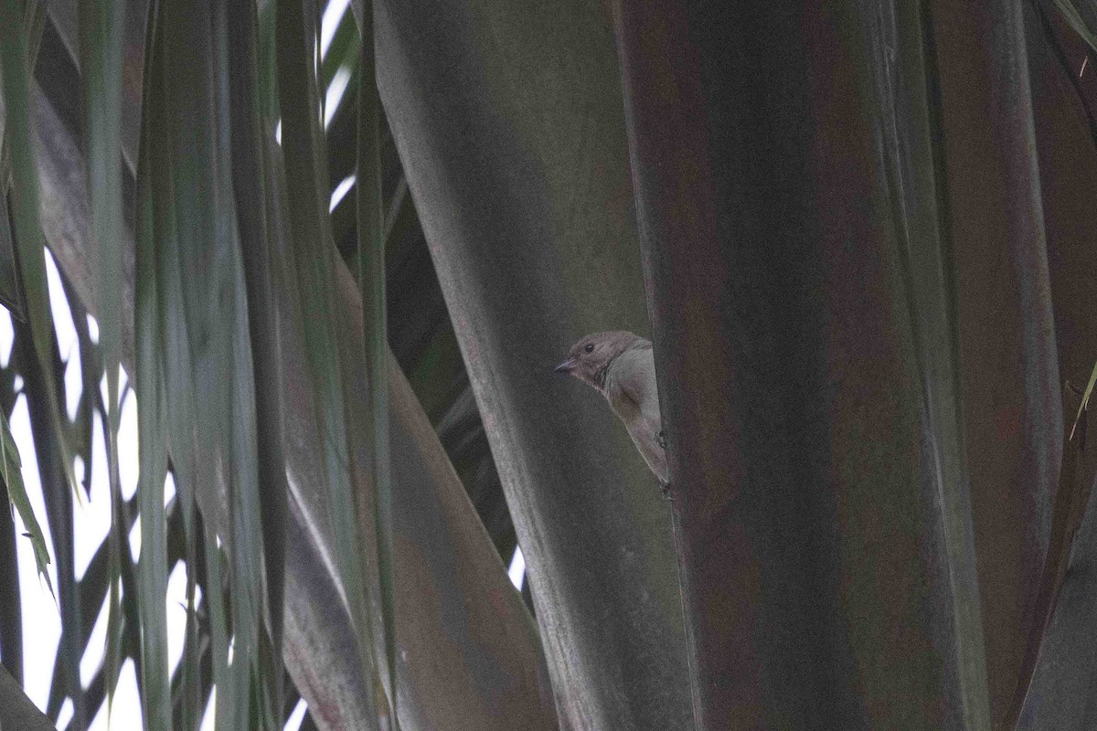 Pallid Honeyguide - ML641336846