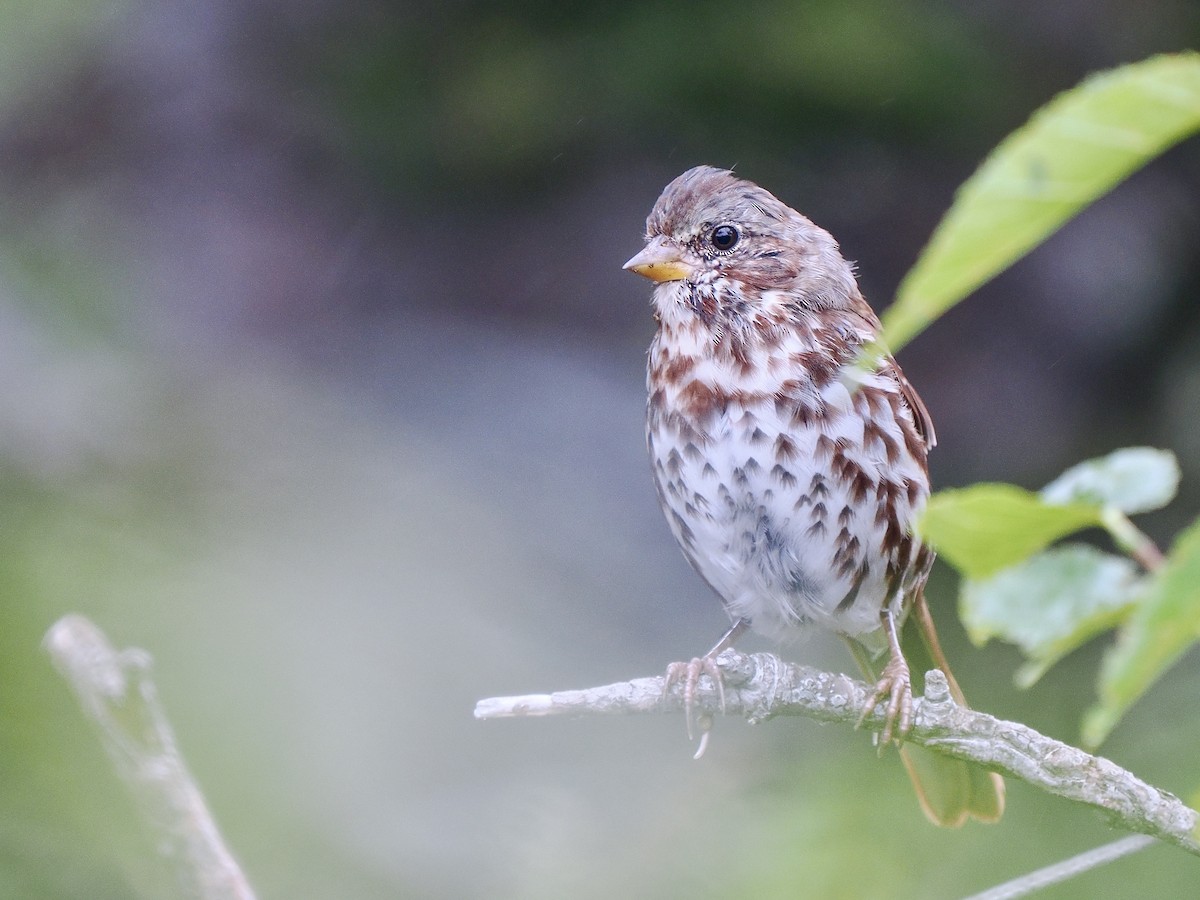 Fox Sparrow (Red) - ML641336862