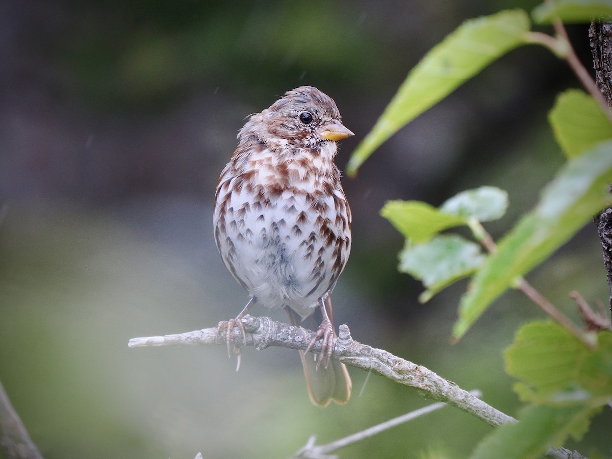 Fox Sparrow (Red) - ML641336863