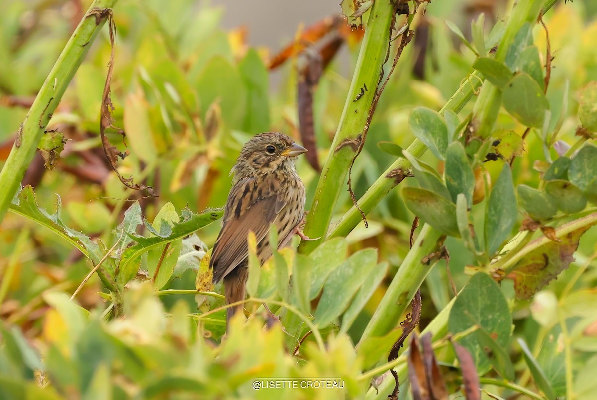 Lincoln's Sparrow - ML641336928