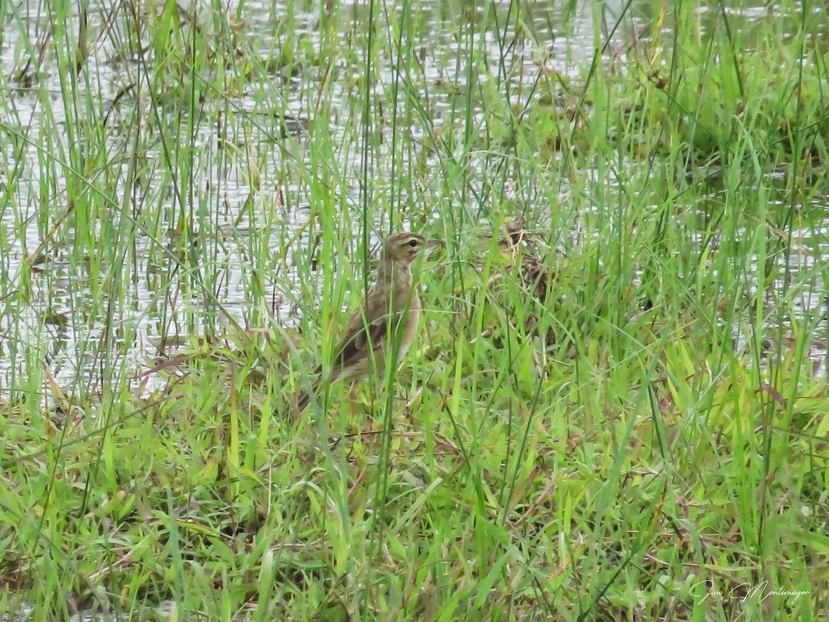 Paddyfield Pipit - ML641336930