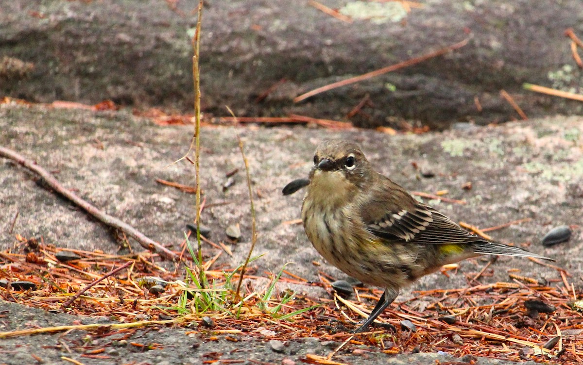 Yellow-rumped Warbler - ML641336931