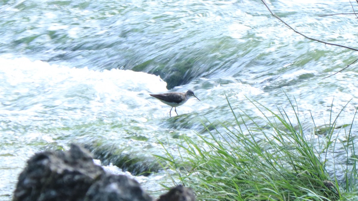 Green Sandpiper - ML641336934