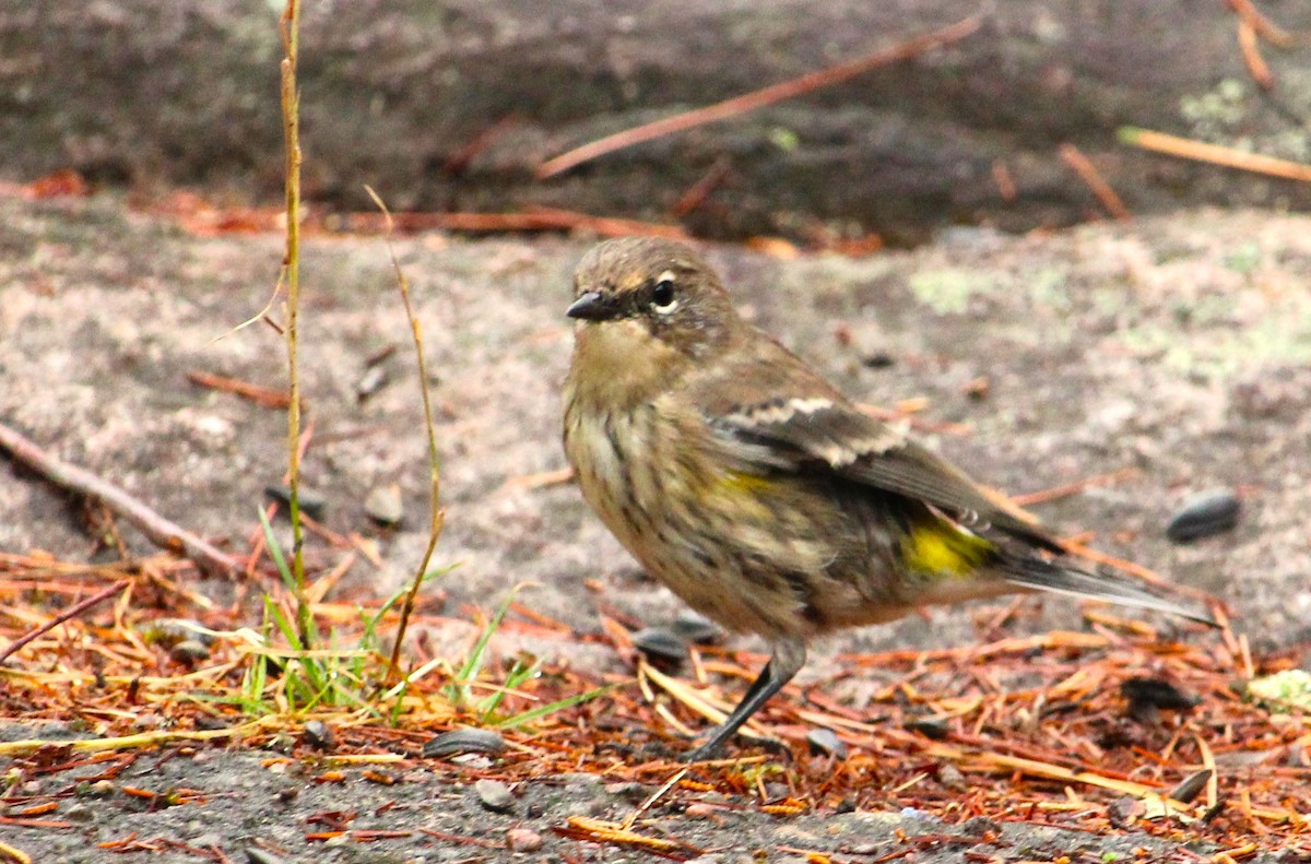Yellow-rumped Warbler - ML641336935
