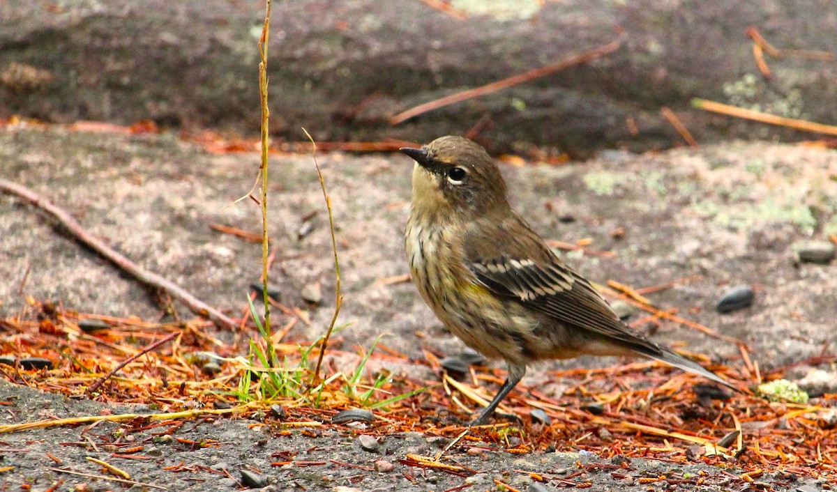 Yellow-rumped Warbler - ML641336936