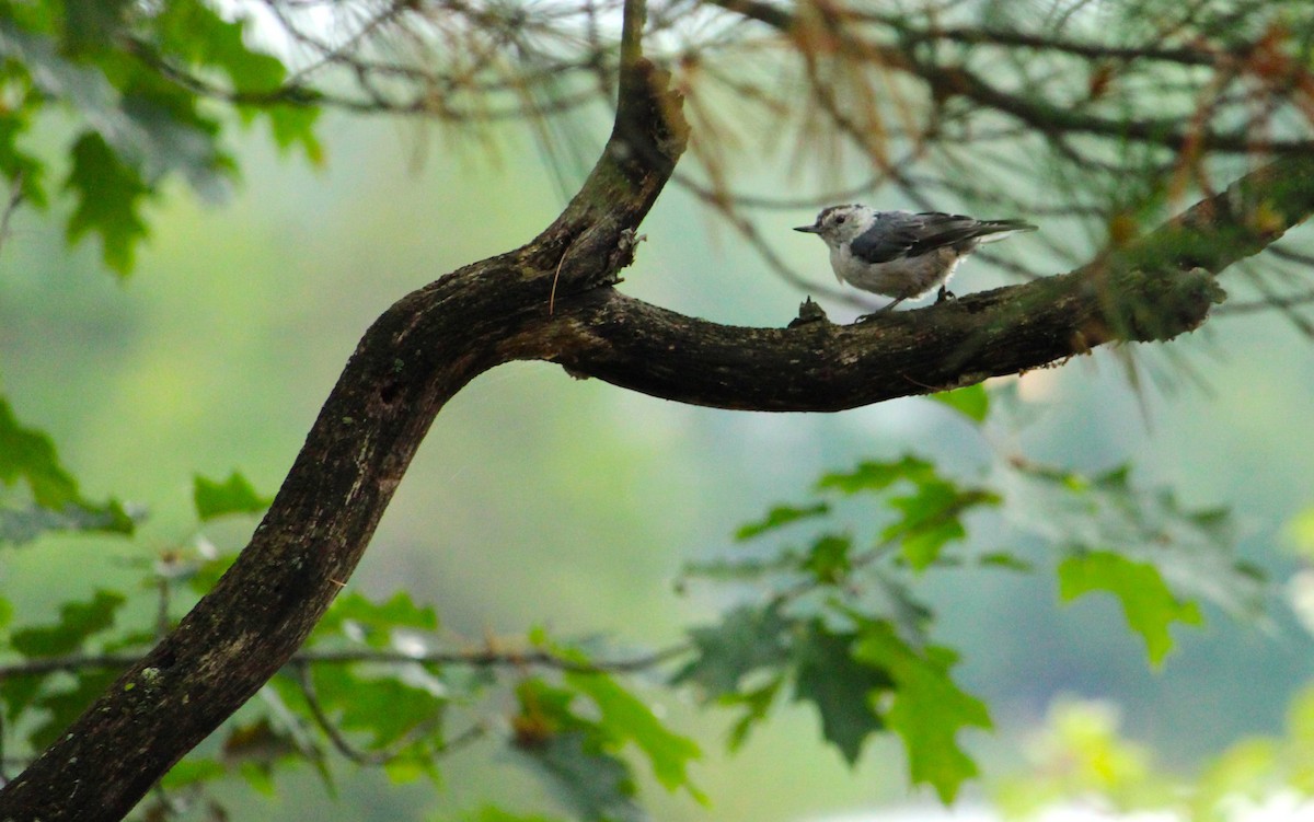 White-breasted Nuthatch - ML641336940