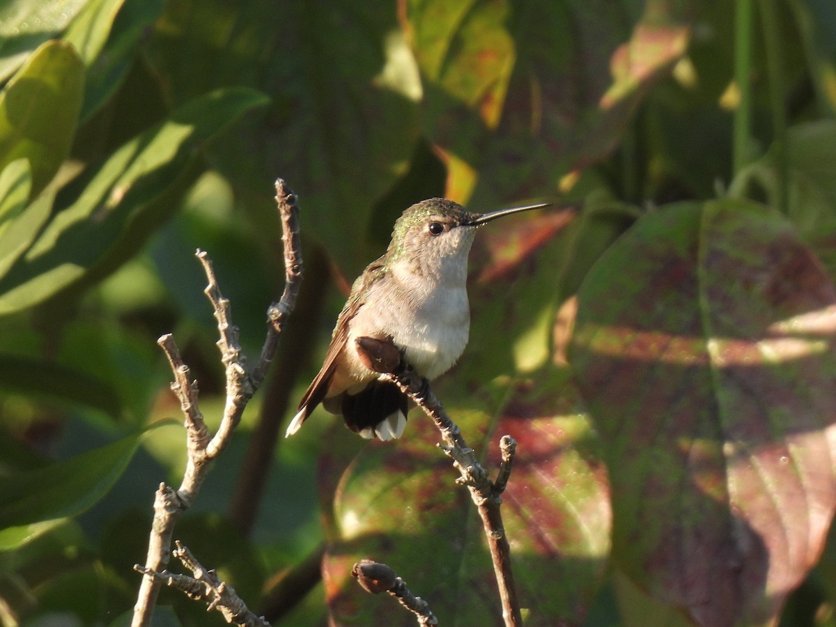 Ruby-throated Hummingbird - ML641336941