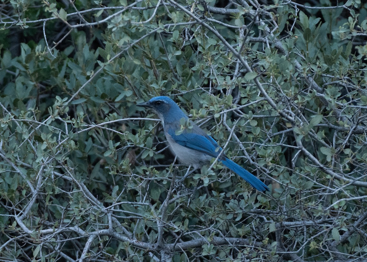 Woodhouse's Scrub-Jay - ML641336943