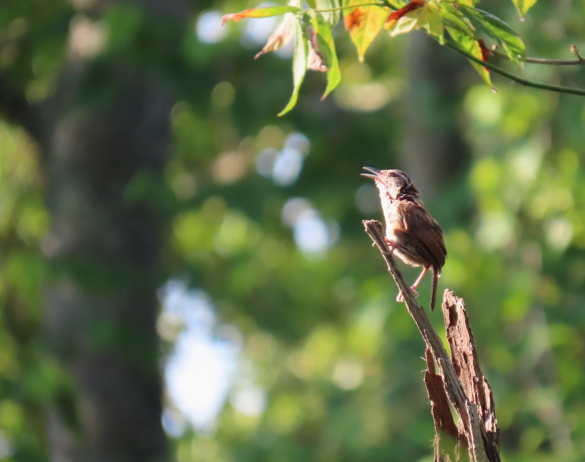 Carolina Wren - ML641336944
