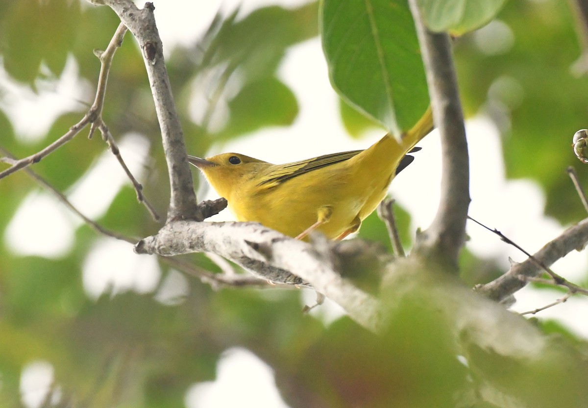 Yellow Warbler - ML641336946